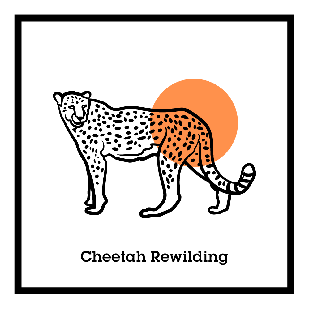 Phosphor - Cheetah rewilding